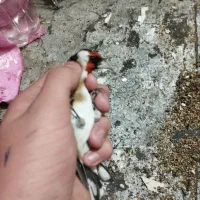 سهره نر روسی محاجر|پرنده|تبریز, |دیوار