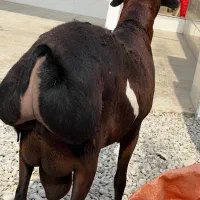 بره نر کهر نر|حیوانات مزرعه|قلعه قاضی, |دیوار