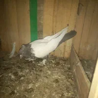 کبوتر رنگی طوقی سرور سینه ای کلدم پشدار|پرنده|قم, شهرک مهدیه (مدرس)|دیوار