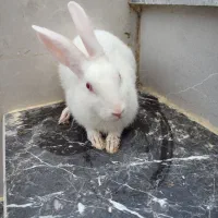 خرگوش