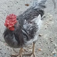 تخم نطفه دار گلین