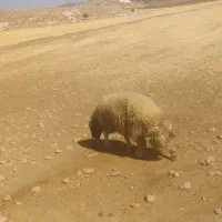 کاور ورن درجه یک سنجابی|حیوانات مزرعه|سرپل ذهاب, |دیوار