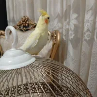 عروس هلندی|پرنده|شیراز, پانصد دستگاه ارتش|دیوار
