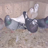 کفتر پرشی وجفتگاه|پرنده|باشتین, |دیوار