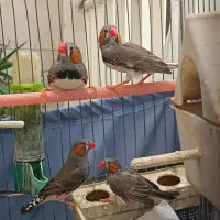 فنچ نر زیبا و آوازخوان|پرنده|تهران, حکمت|دیوار