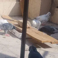 ۱۵ تا کبوتر