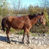 این اسب فروش میرست اگر خریداری زنگ بزن