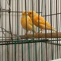 قناری رد فاکتور   جفت