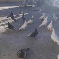 تعدادی کبوتر به فروش می رسد|پرنده|مشهد, ادیب نیشابوری (شهرک غرب)|دیوار