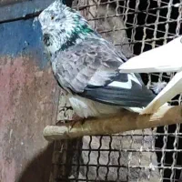 کبوتر  شمرونی دولابی  گرو