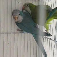 یه جفت راهب مولد|پرنده|شیراز, محمدیه|دیوار