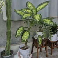 خرگوش نر و ماده|موش و خرگوش|برازجان, |دیوار