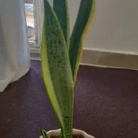 وسایل منزل|حراج|سنندج, |دیوار