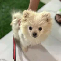 پامرانین روباهی به فروش میرسد|سگ|تربت جام, میان جام|دیوار