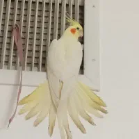 عروس هلندی لوتینو