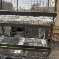 قفس مرغ تخمگذار