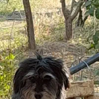 سگ باهوش وبازیگوش|سگ|اراک, |دیوار