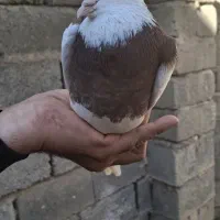 کبوتر طوقی|پرنده|مینودشت, |دیوار