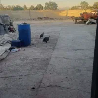 مرغ شاخ دار