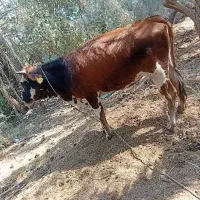گاو فروشی