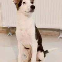 سگ گمشده در پارک تندرستی|حیوانات|فردیس, شهرک ناز|دیوار