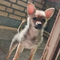 سگ پاکوتاه نژاد دار