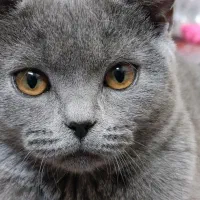 گربه ماده اسکاتیش بریتیش