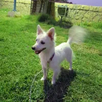 سگ اشپیز روباهی