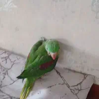 شاه طوطی وقت آموزش 17ت یک ماه