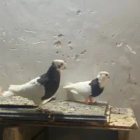 نرو ماده طوقی|پرنده|تربت‌حیدریه, سرمحله|دیوار