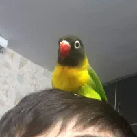 جفت ماسکت یقه زرد ( از والد های جدا)|پرنده|تهران, عبدلآباد|دیوار