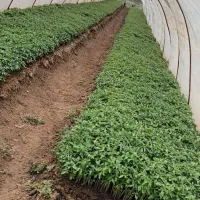 شیتیل نشا گوجه فرنگی بروبیو