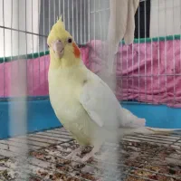 عروس هلندی لوتینو نر(بندر دیر )|پرنده|بندر دیر, |دیوار