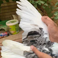 کبوتر|پرنده|شاهین‌شهر, شهرک گلدیس|دیوار