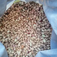 لوبیا چیتی  سرحد طسوج