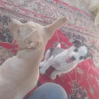 هاسگی وجک راسل