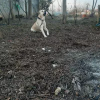 سگ سرابی|سگ|رشت, کوی امام رضا|دیوار