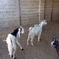 کهره نر|حیوانات مزرعه|سعدآباد, |دیوار