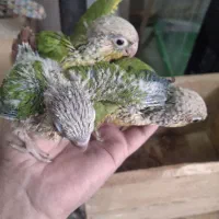 گرینجیک سرلاکی