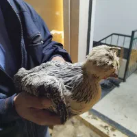 مرغ خروس|حیوانات مزرعه|اندیشه, اندیشه فاز ۵|دیوار