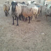 ۲۵راس میش ترکی بختیاری آبستن‌گلون|حیوانات مزرعه|کازرون, |دیوار