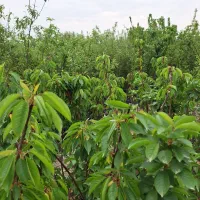 نهال میوه ۳و۴سال