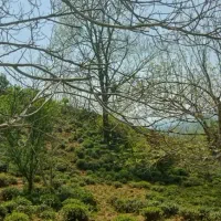 فروش-یا-معاوضه-باغ-در-لاهیجان