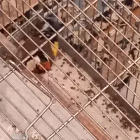 سره نقابدار زیبا|پرنده|فردیس, شهرک شهید حسینی|دیوار