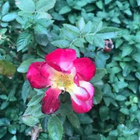 نیازمند نگهبان یکنفر کم سن