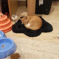 واگذری گربه  Dshباتمام وسایل کاملا رایگان می باشد