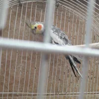 عروس هلندی نر و ماده سالم وسرحال