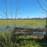 مزرعه-تصحیح-نشده-بر-خیابان