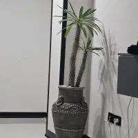 نخل ماداگاسکار