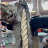 گربه بیرتیش طووسی